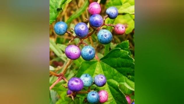 Ampelopsis, MERMERNA LOZICA SA DIVNIM ŠARENIM LIŠĆEM I SJAJNIM BOBICAMA ROZE I PLAVE BOJE смотреть онлайн