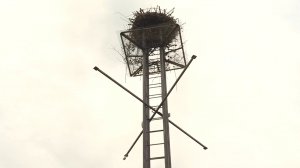 В питомнике белого аиста установили новую вышку с гнездом