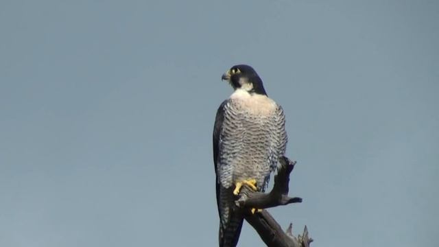 Сапсан - Falco peregrinus - Типичные и тревожные крики, песня самца, демонстрации пары смотреть онлайн