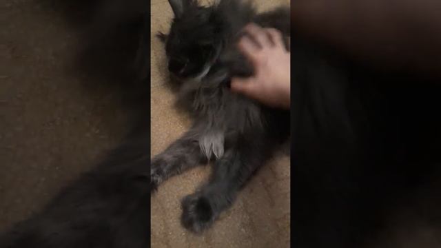 Мейнкун, самый лучший кот, (кошка,) смотреть онлайн