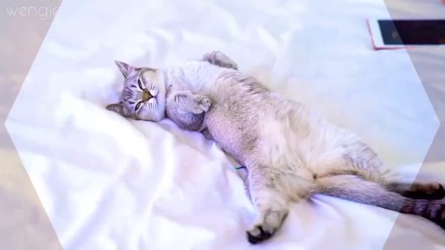 20 Лайфхаков, чтобы БЫСТРО ЗАСНУТЬ от Венжи! смотреть онлайн