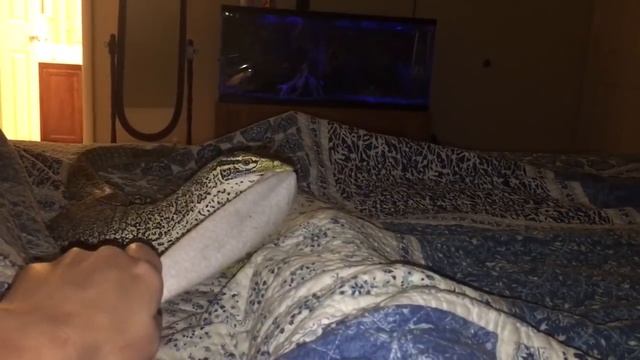 Sock thief strikes again смотреть онлайн