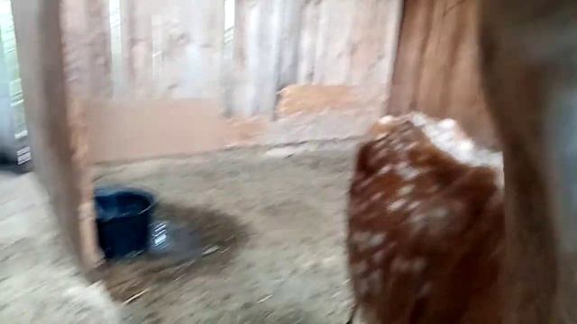 Наращивать ресницы оленю Леше нет нужды. смотреть онлайн