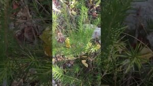 Гревиллея  Можжевеловая