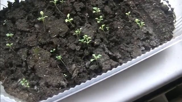 Обзор моих растюшек на 15 февраля. смотреть онлайн