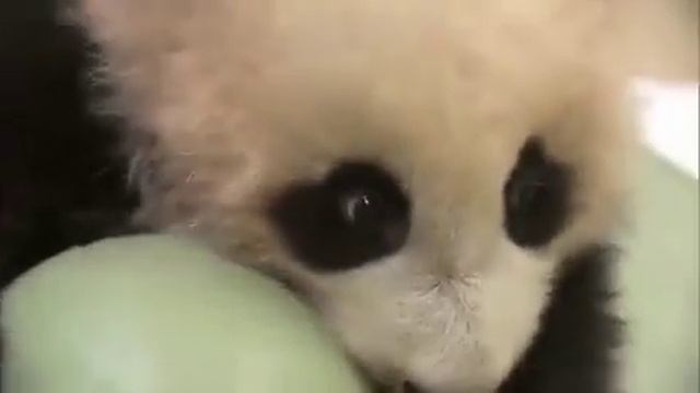 Маленькая панда с мячиком! Смешное видео!