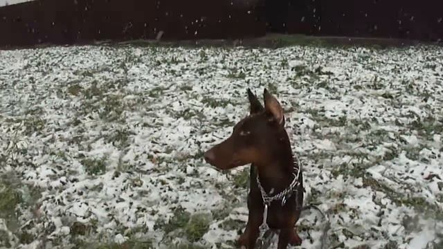 Линда Ля-мур и первый снег смотреть онлайн