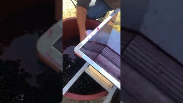 Дробление винограда через ручную дробилку Grifo смотреть онлайн