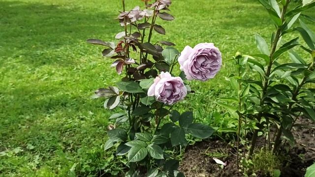 Розы Кордеса. Novalis (первогодка) смотреть онлайн