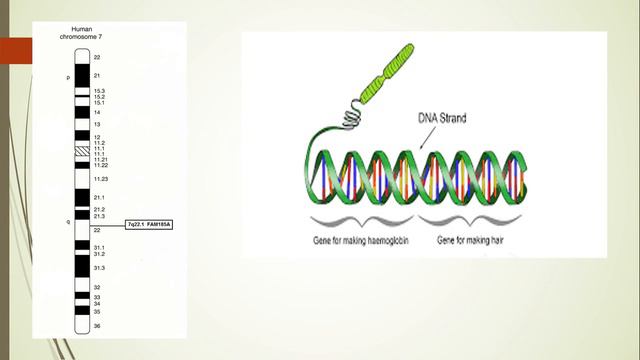 DNA| EXPLANATION IN MALAYALAM| CONFUSING PORTIONS| смотреть онлайн