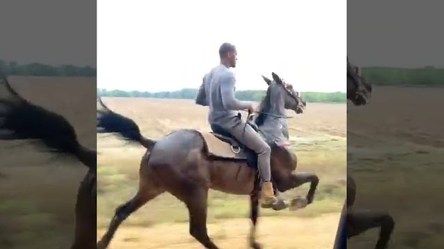лошодь иноходец смотреть онлайн