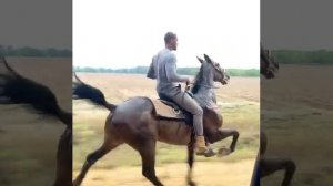 лошодь иноходец