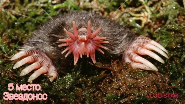 Топ ? 10 самых необычных животных ? ? ? смотреть онлайн