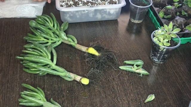 Пересадка и разделение денежного дерева, крассула «Голум" смотреть онлайн