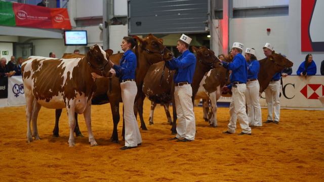 Ayrshire In-Calf Heifer Class. Sandyford Triclo Fable.2019 UK Dairy Expo.4K смотреть онлайн