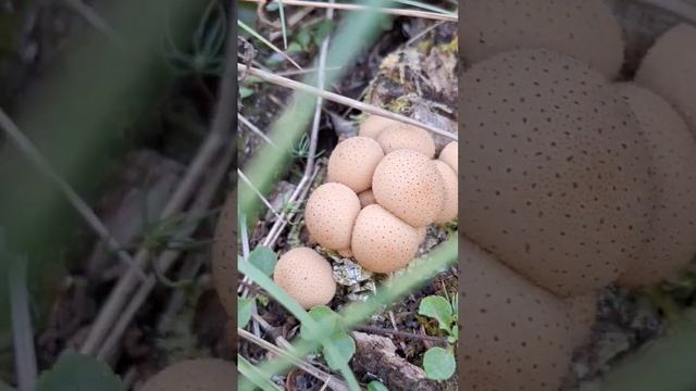 somebody must have been hungry and took a bite of russula...#mushroom смотреть онлайн
