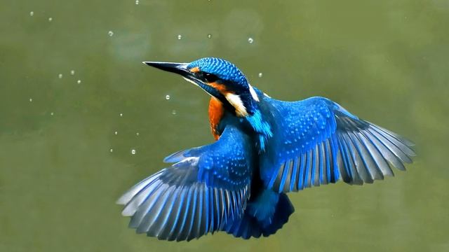 Eisvogel Ruf (Alcedo atthis) Vogelstimme смотреть онлайн