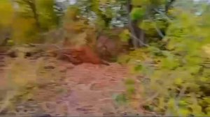 восстановление заброшенного дома