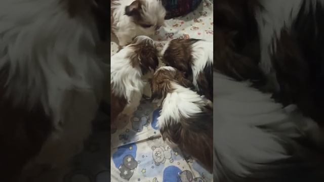 Жонглирование с Огнем и Световыми Эффектами