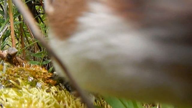 Stoat (Mustela erminea) at its den entrance смотреть онлайн