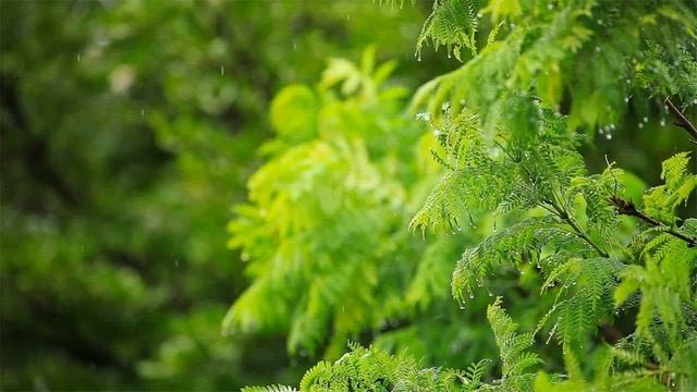 Звуки дождя, успокаивающая фортепианная музыка. Расслабляющая музыка. Часть 4.mp4 смотреть онлайн