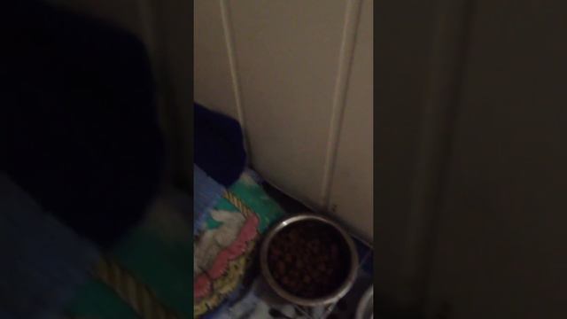 Цвергпинчер завершение перед сном)) смотреть онлайн