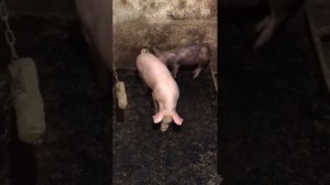 Обзор ножей для забоя , травма свинки Пьетрен