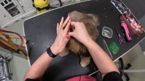 Стрижка Щенка Ши тцу (первый раз на стрижке)