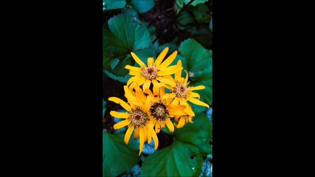 Женская зависть - плохая штука #нескучныеистории #аудиорассказ #любовныеистории #шпицМалыш смотреть онлайн