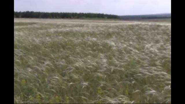 Возвращайтесь - Михаил Аркадьев /студия s.glazunov смотреть онлайн
