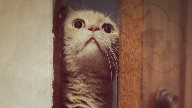 5 КОШАЧЬИХ ПОЧЕМУ 5 CAT QUESTIONS смотреть онлайн