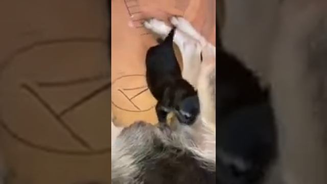 Какой аппетит у щенка в первую неделю . Щенок ВЕО . смотреть онлайн