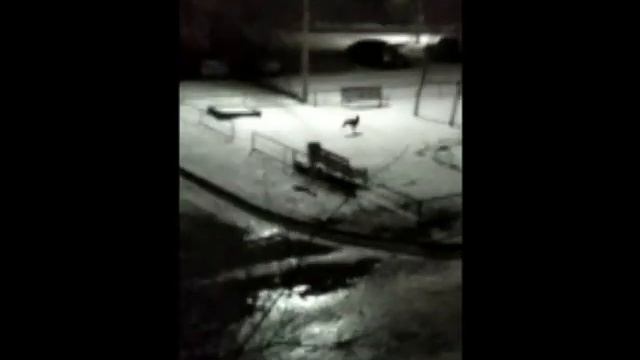 Лисы гуляют днем и ночью по д Головачево смотреть онлайн