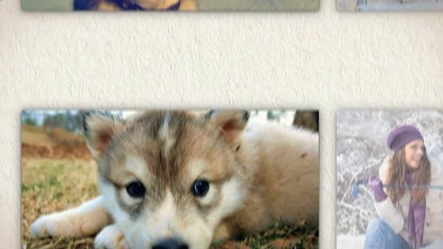 Хаски. Красивая собака с голубыми глазами смотреть онлайн