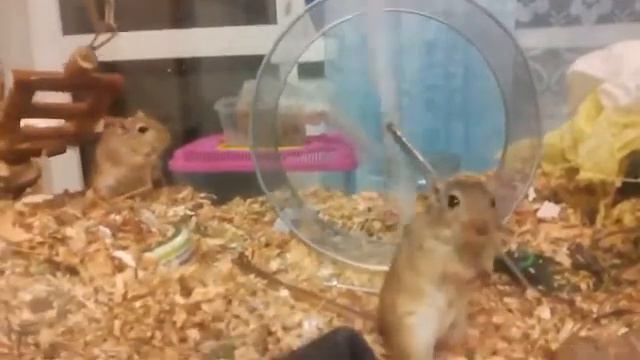 Мышка песчанка разрабатывает новый способ кручения колеса смотреть онлайн