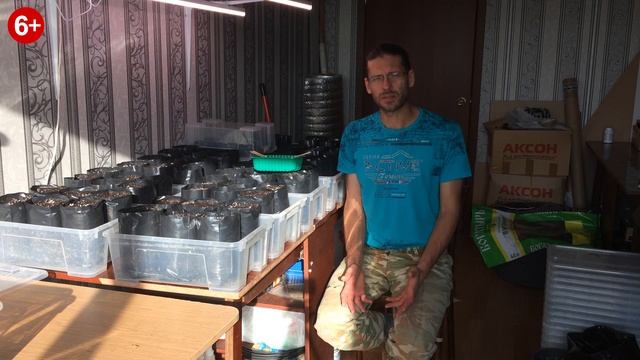 Эксперимент по выращиванию Павловнии зимой. Начало. смотреть онлайн