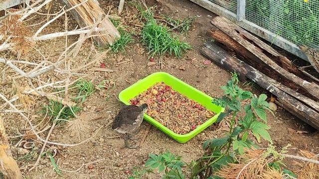 Микрочайка и синичьи попы смотреть онлайн