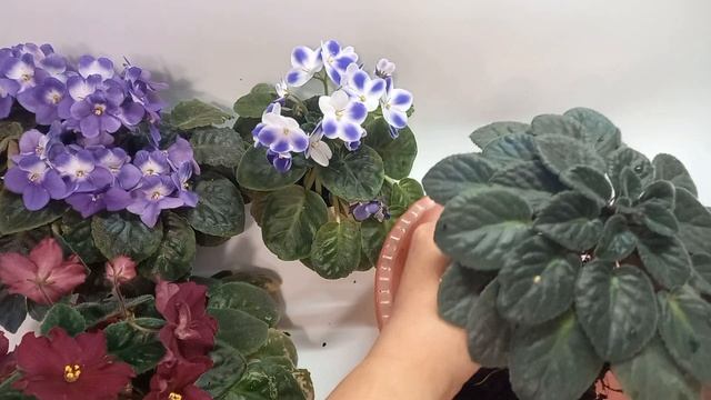 Омоложение фиалки. Как не сделать ошибок. смотреть онлайн