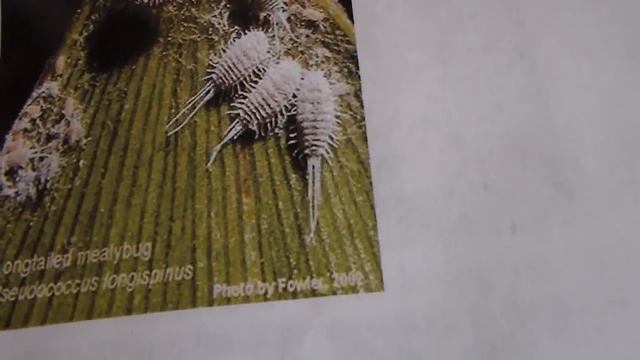 Мучнистый червец на суккуленте. Mealybug On Succulent