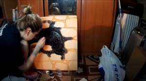 как сделать рельефный фон для террариума