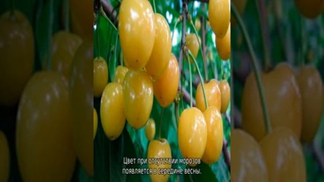 Черешня Россошанская золотая смотреть онлайн