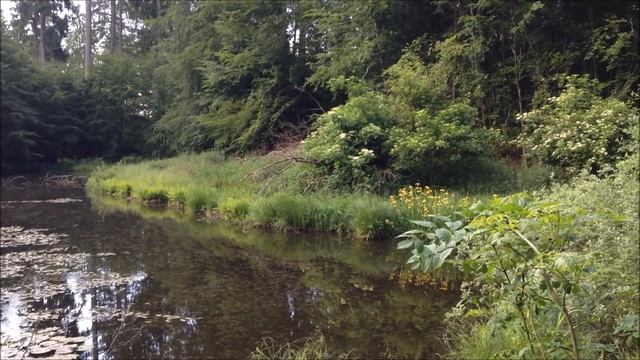 КАТАЕМСЯ НА ВЕЛОСИПЕДАХ. ВСТРЕТИЛИ ДИКИХ КАБАНОВ! // We ride on bicycles . MET wild boar ! смотреть онлайн
