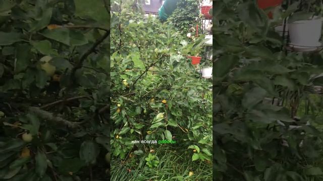 Доброе субботнее утро! Домашние цветы, домашняя трава и домашние животные смотреть онлайн