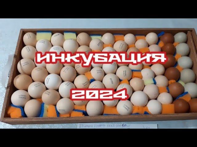 Инкубация 2024г. начинается...что заложили.... смотреть онлайн