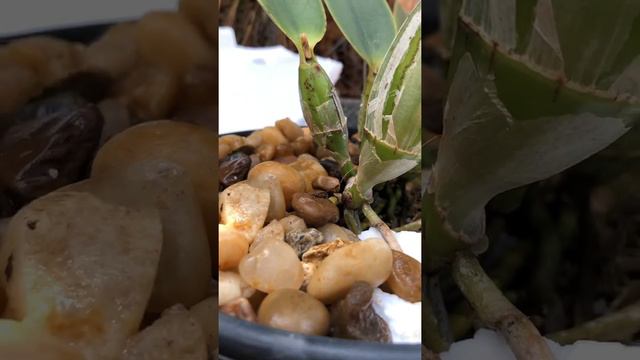 Cultivo de Orquídeas na Brita e Seixo de Rio… смотреть онлайн