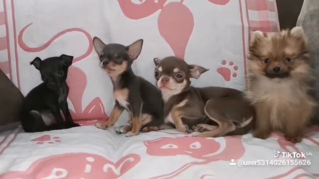 Той-терьер чихуахуа, и карликовый шпиц. смотреть онлайн