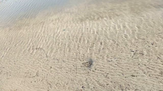 Прозрачная вода в р.Днестр. Плавают мальки. смотреть онлайн
