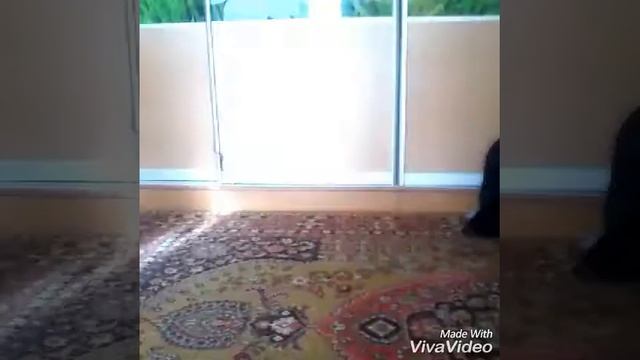 Балет дома 4 роки смотреть онлайн