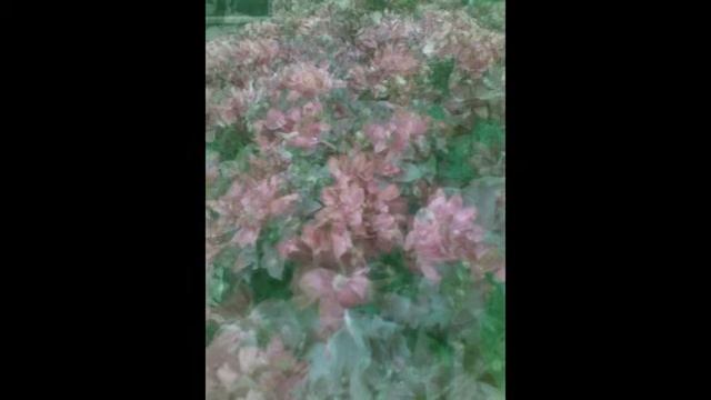 Камелiя ФОТО - рЭДА смотреть онлайн