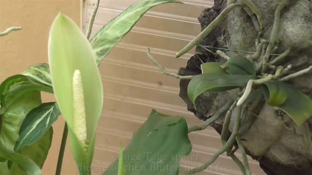 Aglaonema modestum Schott ex Engl. - DonathsCryptoGarden Nr.52 смотреть онлайн